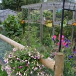 Interested in allotments? Find out more here