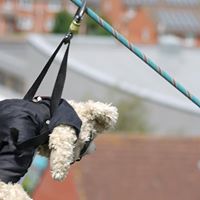 From turning on Christmas lights to daring zip wire rides… this bear has done it all!