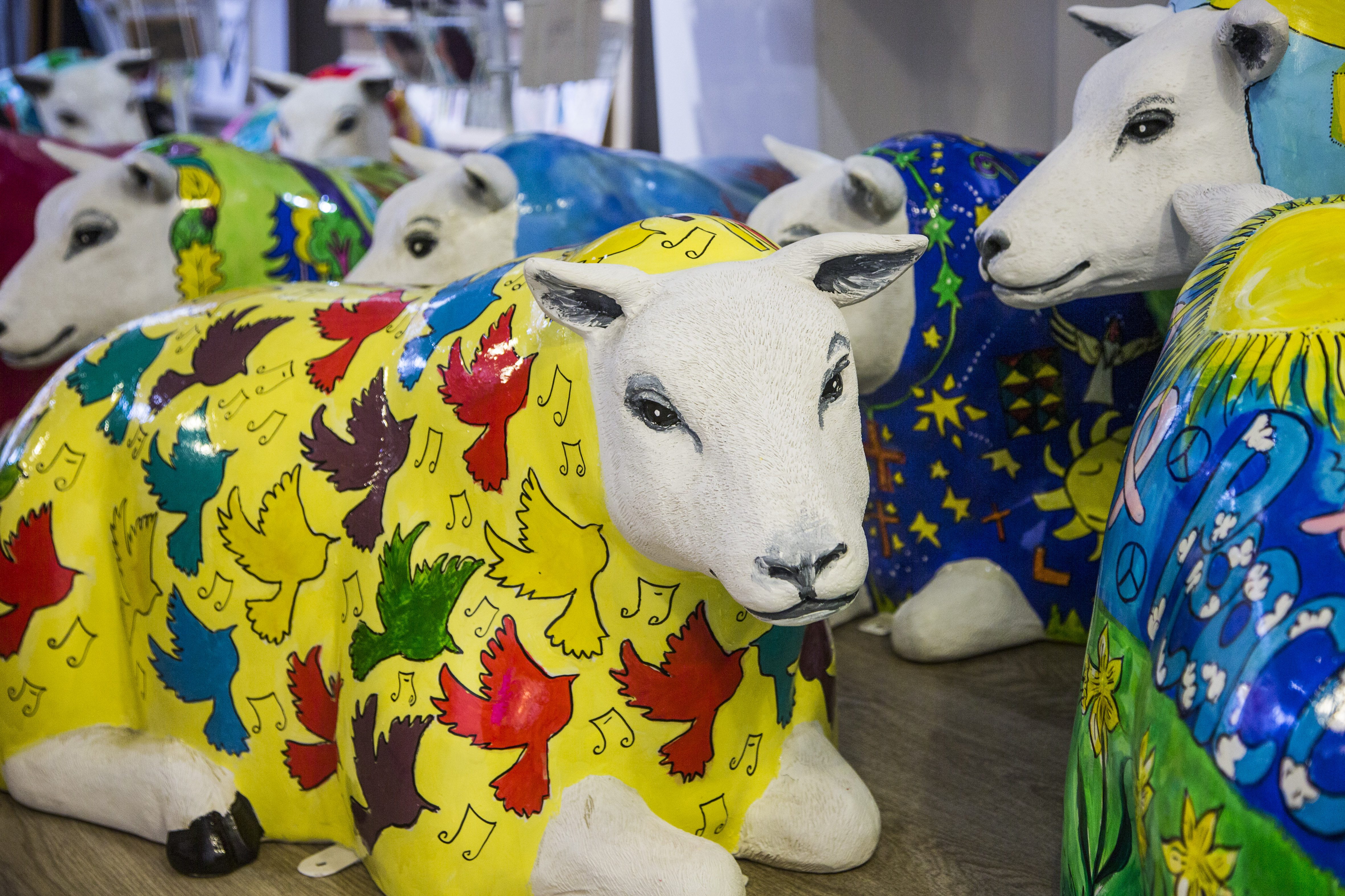 “Ewe Better Look Out!” – New spring arrivals means the Wrexham Sheep Trail flock has grown
