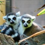 Discover Madagascar with Chester Zoo Safari Rangers