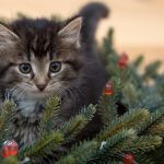 Wreath making (kitten not included!)
