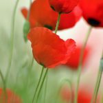 Wrexham Libraries - Remembering the Great War