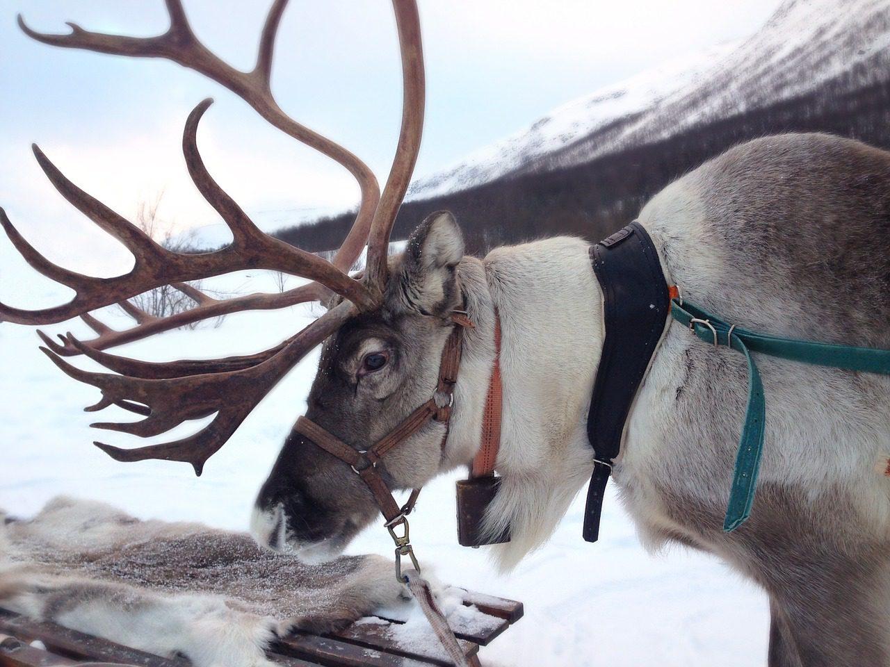 STOP PRESS!!! - Reindeers to visit Christmas Village
