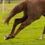 Horses must be microchipped by February 12