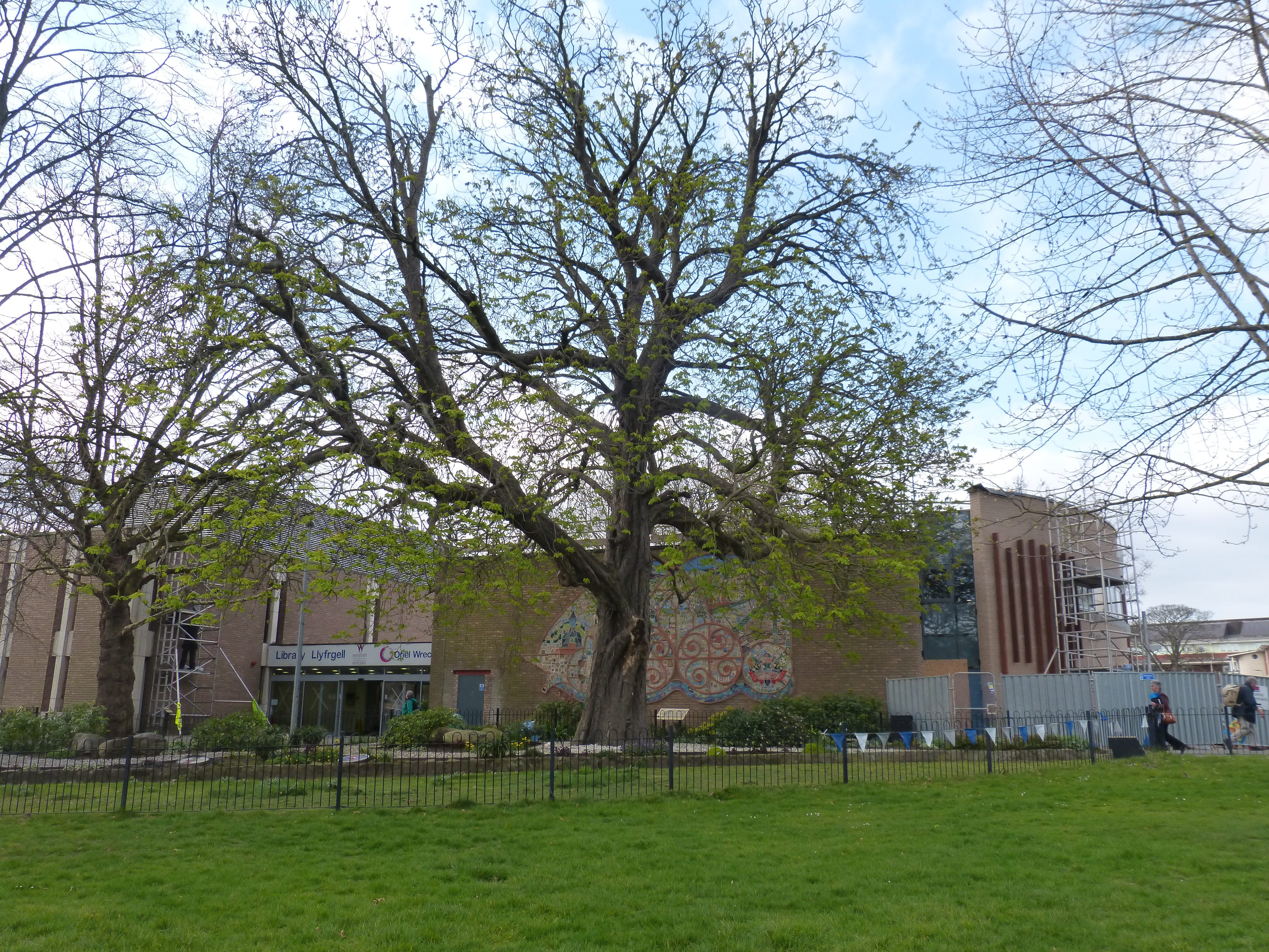 Library Tree to be Felled