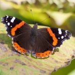 Take part in the Big Butterfly Count