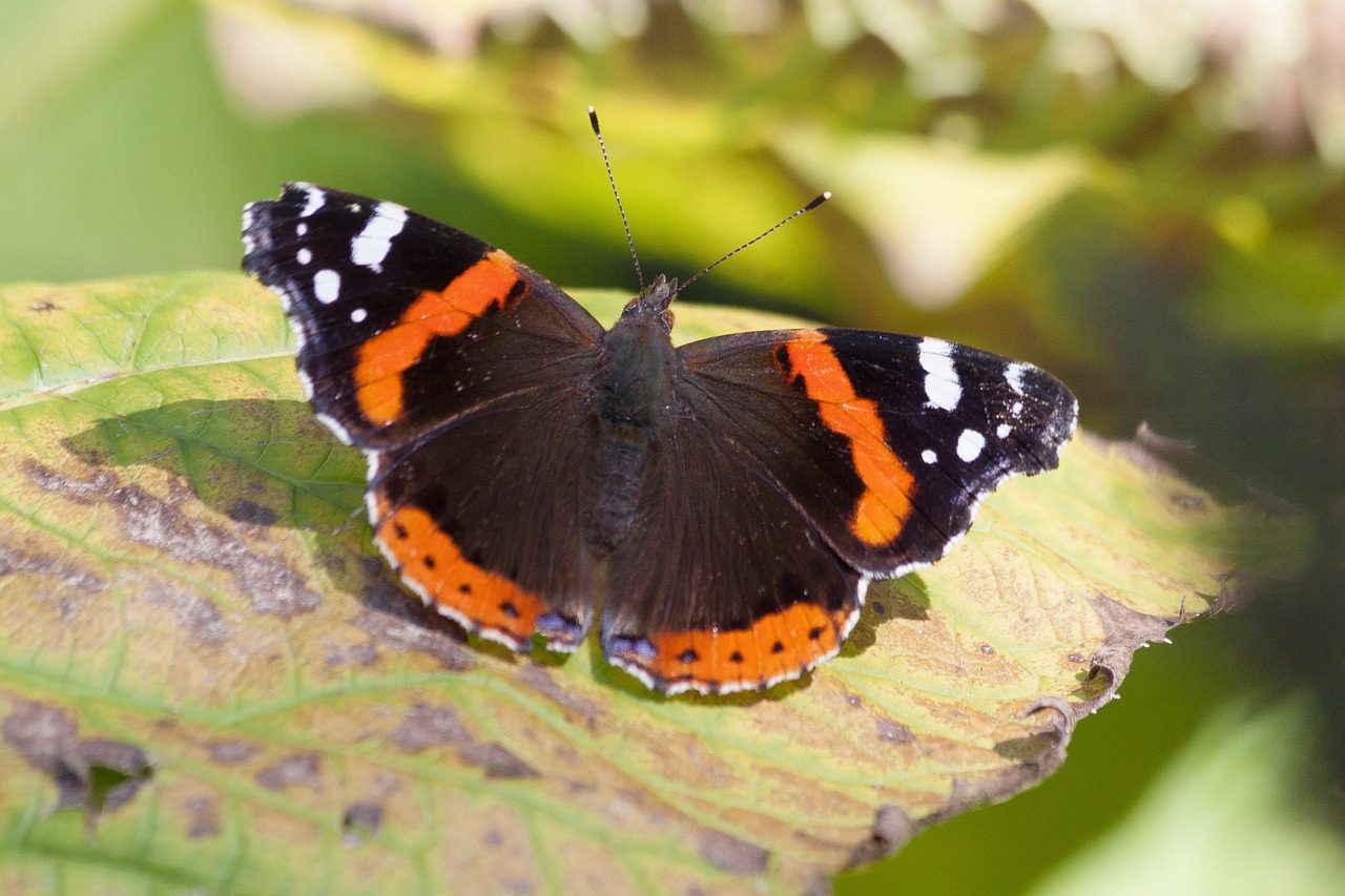 Take part in the Big Butterfly Count