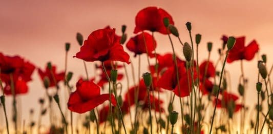 remembrance Sunday poppies