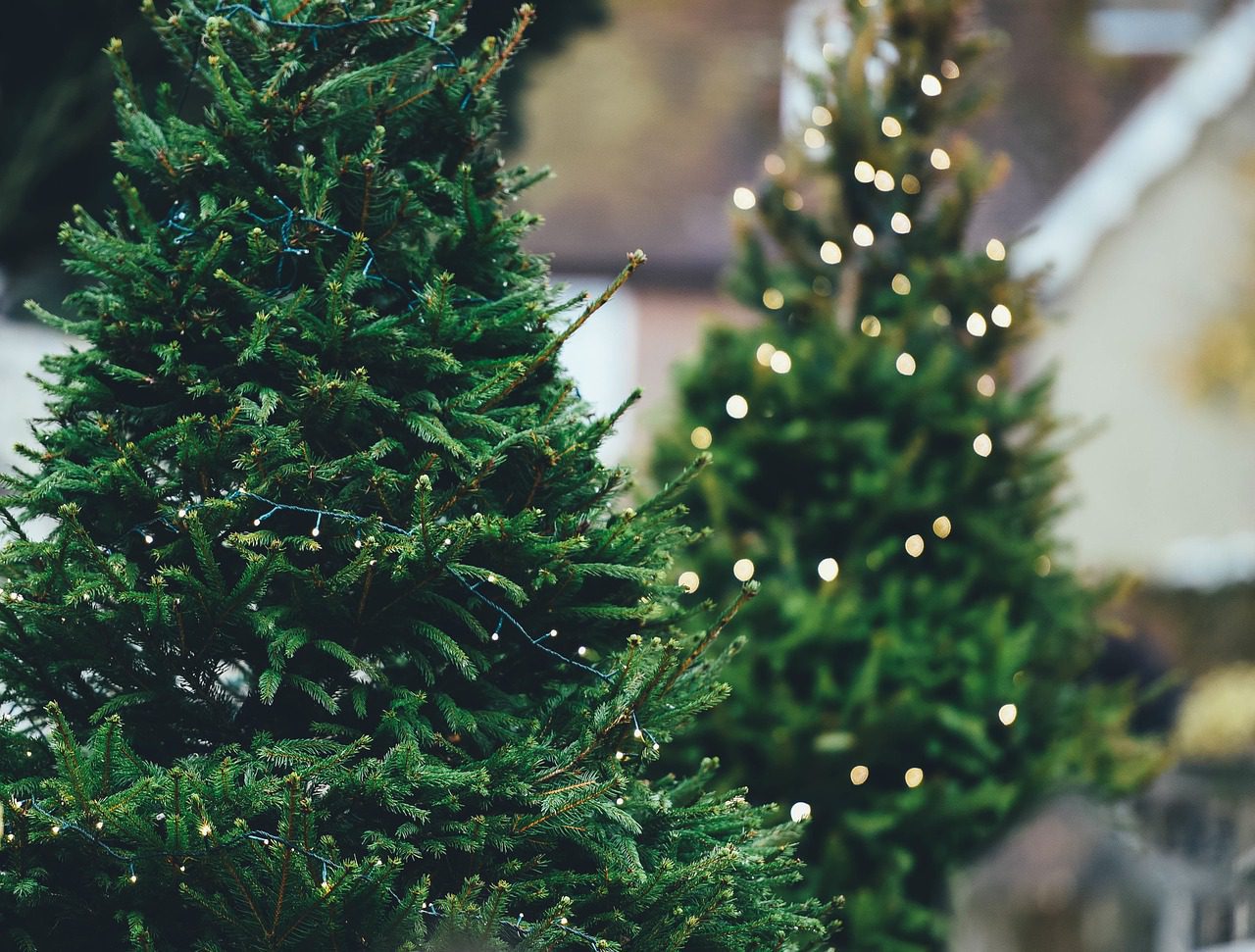 Christmas Tree Recycle