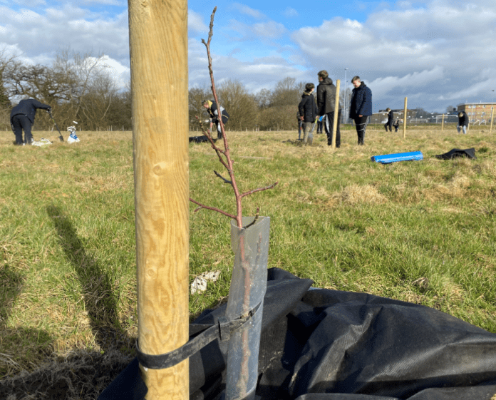 Students planting the heritage fruit trees on the field adjacent to Ysgol Clywedog.