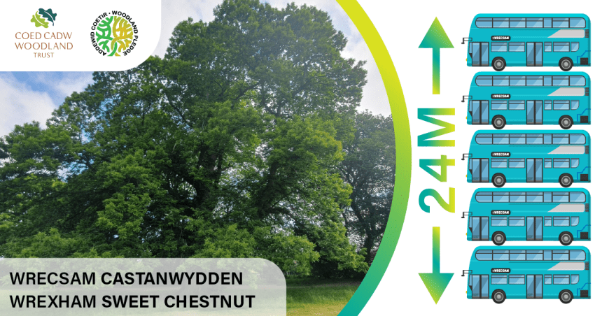 Celebrate The Sweet chestnut – Tree of the Year Event 2023 at Acton Park, Wrexham