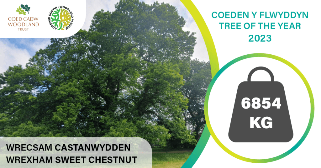 Celebrate The Sweet chestnut – Tree of the Year Event 2023 at Acton Park, Wrexham