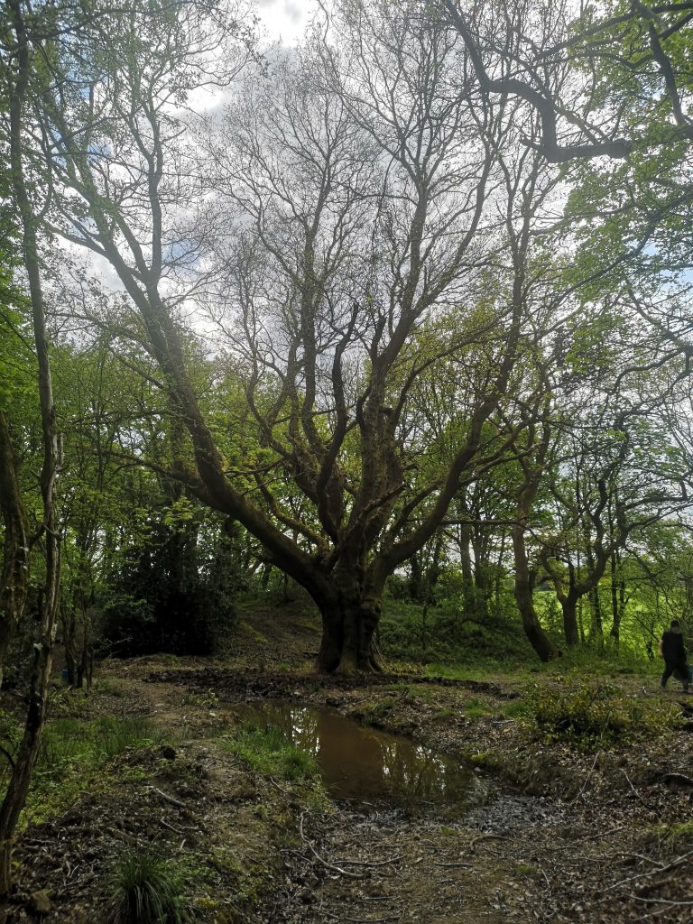 Woodland Connections Week 15 June - 21 June 2024 - Wrexham's Sanctuary Trees