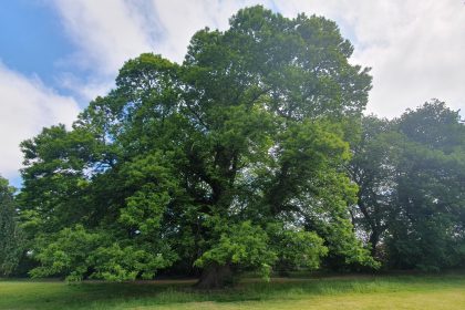 Woodland Connections Week 15 June - 21 June 2024 - Wrexham's Sanctuary Trees