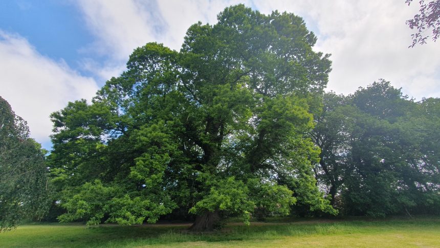 Woodland Connections Week 15 June - 21 June 2024 - Wrexham's Sanctuary Trees
