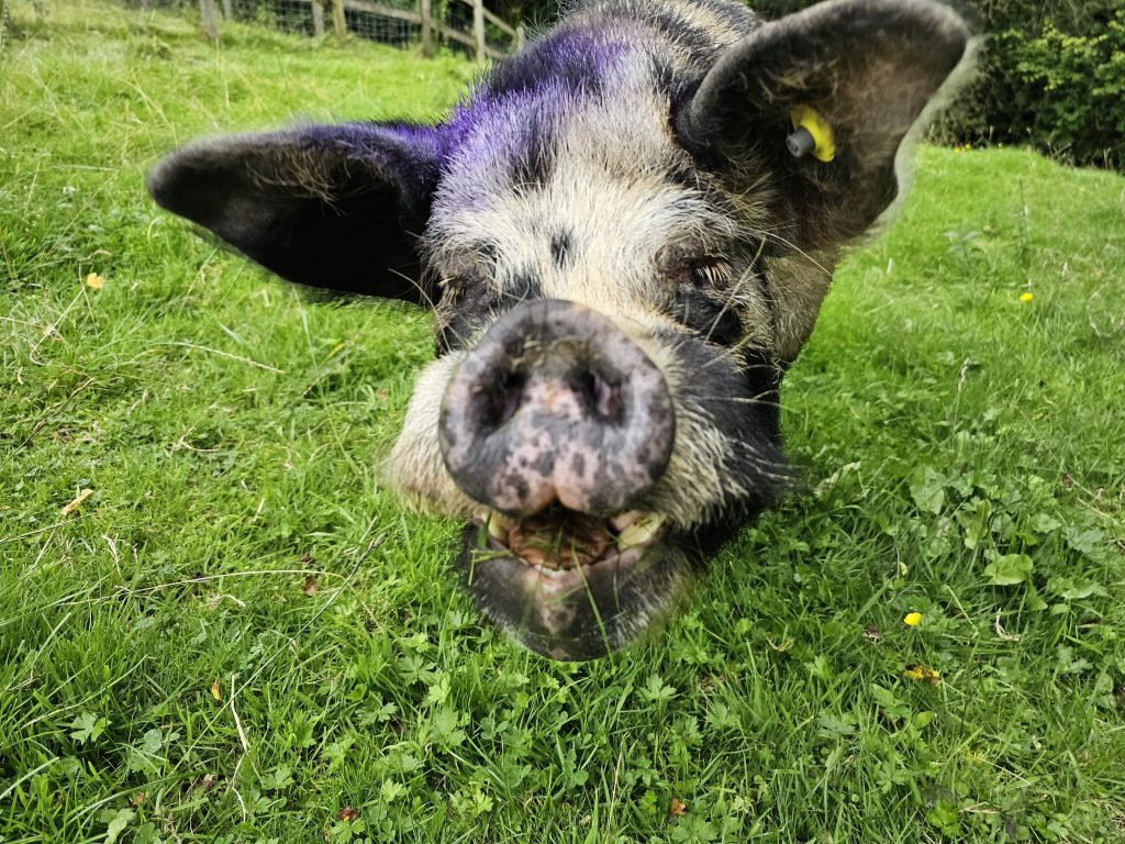 Am annwyl! Dewch i gwrdd â’r moch Kunekune yn ein parc gwledig