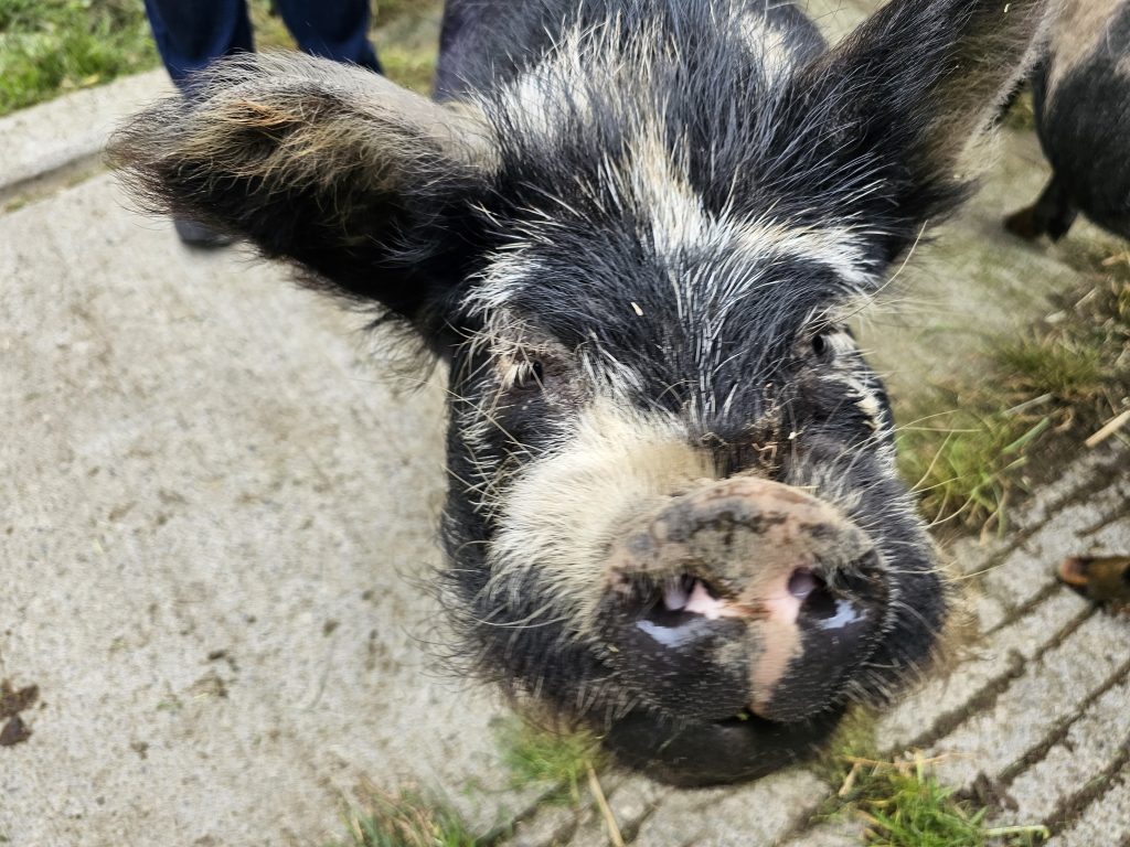 Am annwyl! Dewch i gwrdd â’r moch Kunekune yn ein parc gwledig