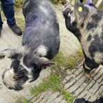 Kunekune