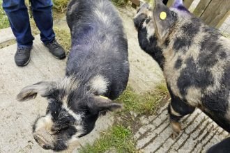 Kunekune