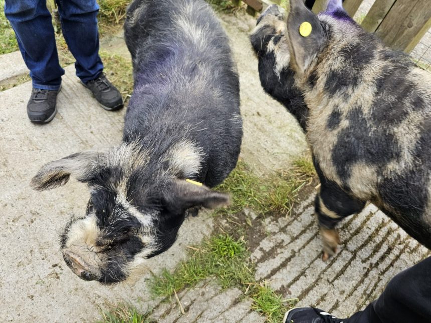 Kunekune