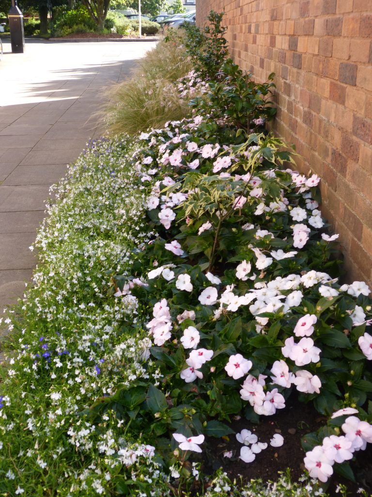 Welcome to Wrexham Britain in Bloom Judges!