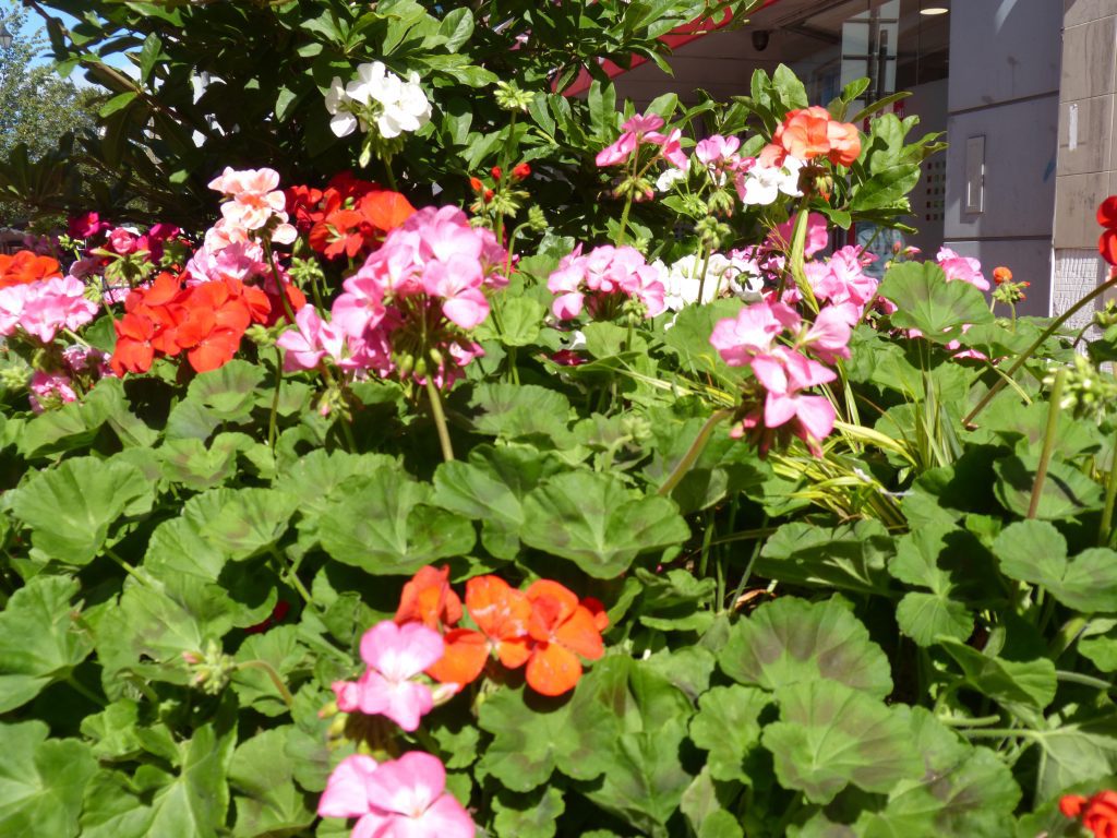 Welcome to Wrexham Britain in Bloom Judges!