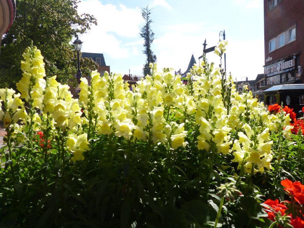 Welcome to Wrexham Britain in Bloom Judges!