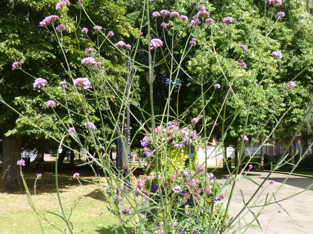 Welcome to Wrexham Britain in Bloom Judges!