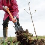 Person shovelling soil whilst planting a tree