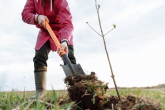 Person shovelling soil whilst planting a tree