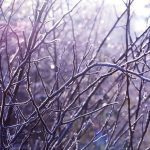 Frosty tree branches without leaves