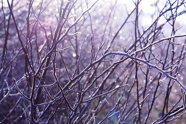 Frosty tree branches without leaves