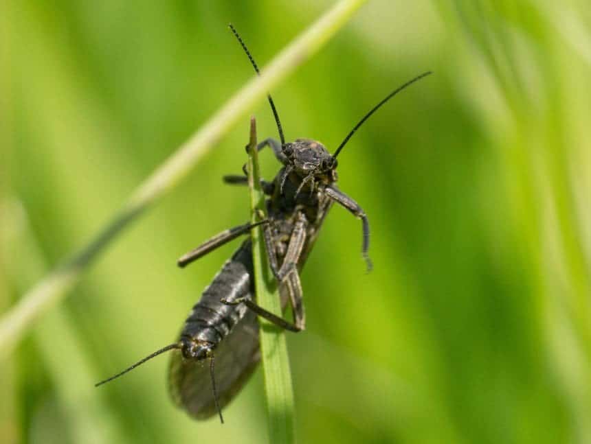 Isogenus nubecula - can you help track down the rarest animal in Wrexham?