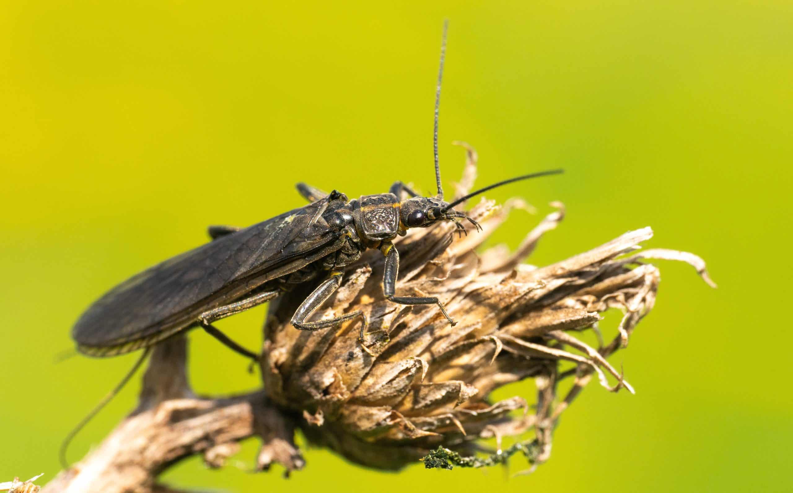 Buglife Cymru and Wrexham University partner to spotlight Endangered stonefly through art