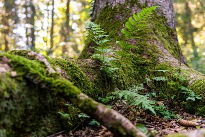 The bottom of a tree trunk covered in moss, surrounded by woodland