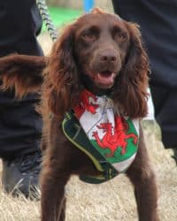 Eisteddfod Wrecsam 2025!