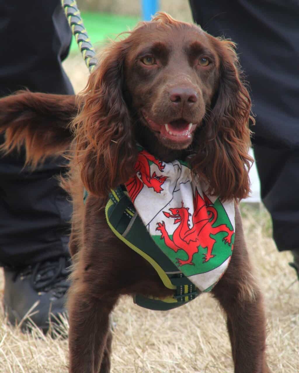 Eisteddfod Wrecsam 2025!