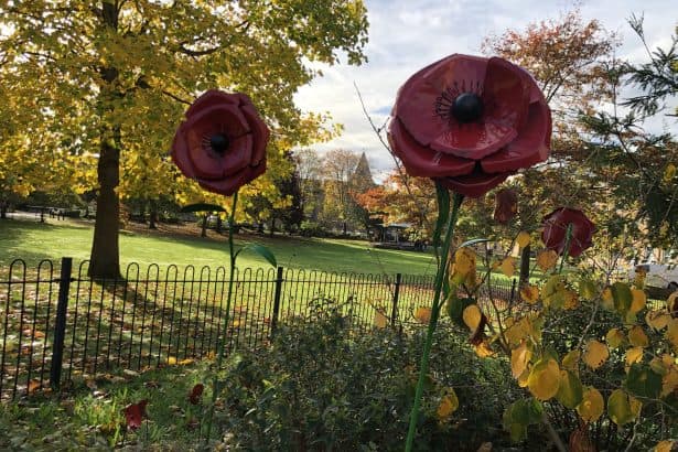 Metal poppy displays on the library field