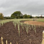Newly established Tiny Forest, with surrounding fencing at Borras Park