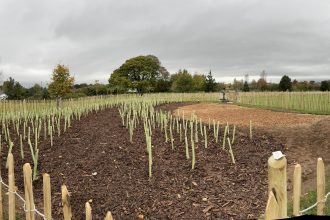 Newly established Tiny Forest, with surrounding fencing at Borras Park