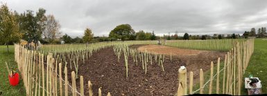 Newly established Tiny Forest, with surrounding fencing at Borras Park