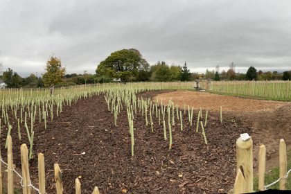 Newly established Tiny Forest, with surrounding fencing at Borras Park