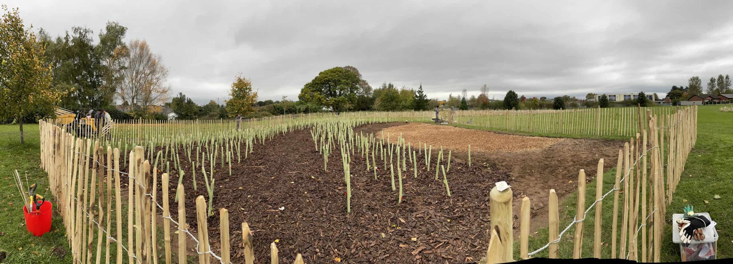 Newly established Tiny Forest, with surrounding fencing at Borras Park