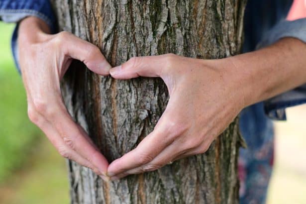 Heart tree - love your environment this Valentine's Day