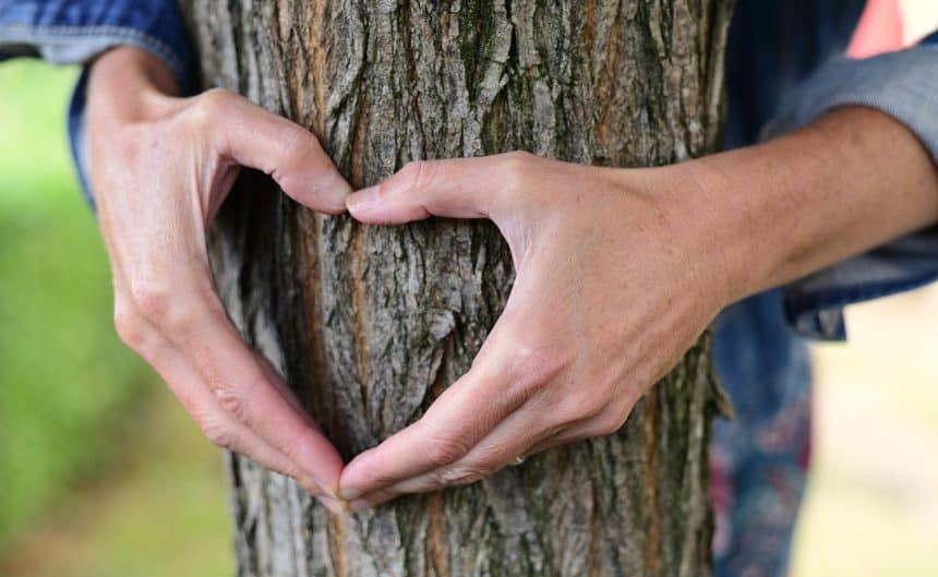 Heart tree - love your environment this Valentine's Day