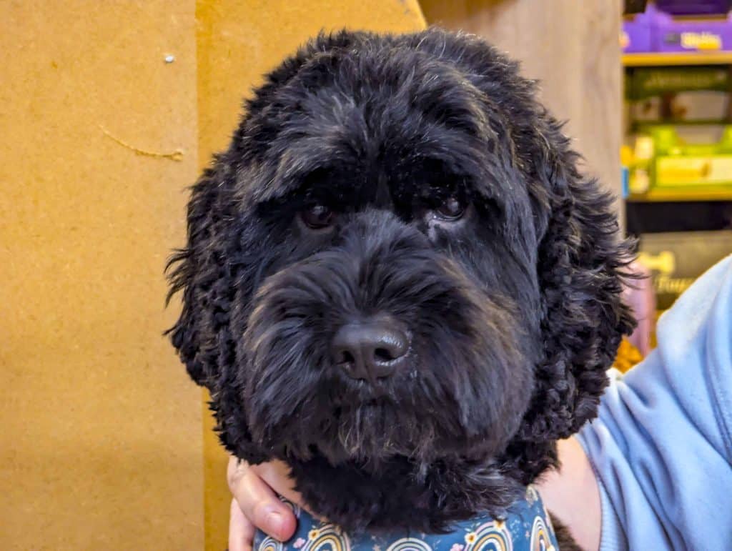 As part of the ‘Love Your Local Markets’ campaign we invited all the traders at the General and Butchers Markets to tell us a bit about their businesses in their own words…