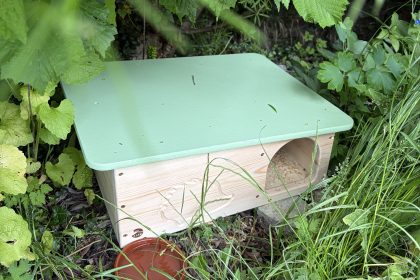 Wrexham gives hedgehogs a helping hand with a thousand new homes