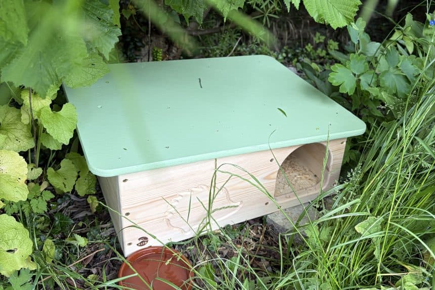 Wrexham gives hedgehogs a helping hand with a thousand new homes