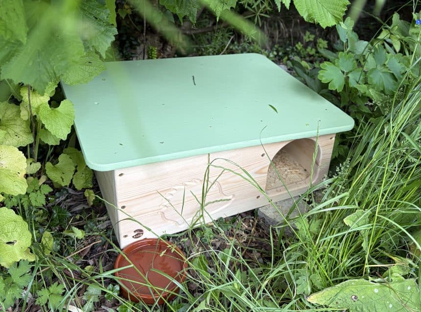 Wrexham gives hedgehogs a helping hand with a thousand new homes