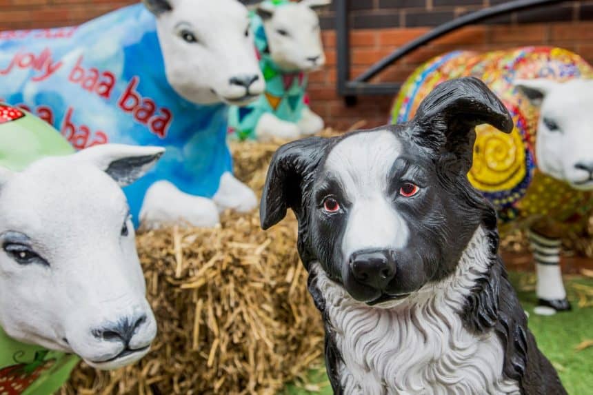 The Wrexham Sheep Trail